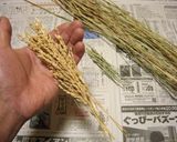 バケツ稲の恵み2023作り方2写真