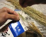 バケツ稲の恵み2023作り方3写真