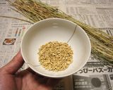 バケツ稲の恵み2023作り方4写真