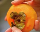 りんごと柿ときゅうりのサラダ(季節の味)作り方14写真