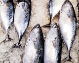 青物魚で簡単なめろう♪お酒が合う！作り方1写真