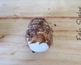 【基本】里芋の茹で方作り方1写真