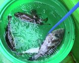 釣って来たフグと真鯛で鍋しゃぶ作り方1写真