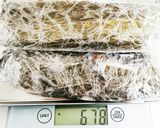 昆布締め三種(鯛・鰤・勘八)作り方11写真