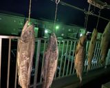 鮭の飯寿司作り方2写真
