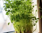 5分で出来る！豆苗とサバ缶炒め作り方2写真