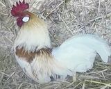 ローストチキングレイビーソース作り方6写真
