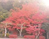 想い出！オムライス♪(^q^)作り方11写真