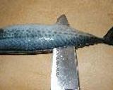 基礎シリーズ 4 ~魚の3枚おろし~作り方5写真