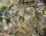 透明な韓国わかめスープ作り方2写真