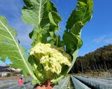 農家の食卓〜カリフラワーのごま油炒め〜作り方1写真