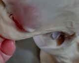 毎日の牛乳食パン作り方3写真
