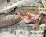 ドンコの煮付け作り方1写真