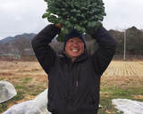 農家の食卓〜タアサイの豚肉炒め〜作り方1写真