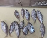 アカヤガラのお刺身と昆布締め作り方7写真