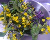 ❀菜の花といんげんの白胡麻ソースがけ❀作り方1写真