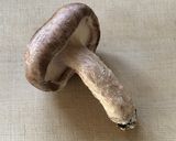 塩とオリーブオイルだけで！焼き椎茸作り方1写真