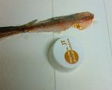 旬の味♪コイワシのさしみ作り方1写真