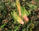 【減塩副菜】ほうれん草のごま和え作り方4写真