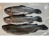 漬けて焼くだけ！ニジマスのサムジャン漬作り方1写真