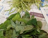 サツマイモの茎の佃煮作り方1写真