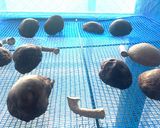 自家製) 干ししいたけ作り方7写真