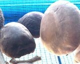 自家製) 干ししいたけ作り方9写真