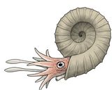 ヤリイカのみりん干しと一夜干し作り方12写真