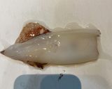 お手軽30秒ボイルで旨いパパボイルイカ作り方1写真
