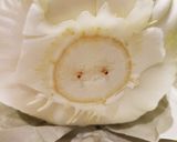 美味しさキープ！白菜保存法作り方2写真