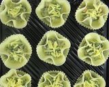 餃子の皮でベーコンきのこキッシュ作り方4写真