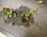 ミニトマトとオレガノのサラダ作り方3写真