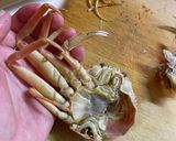 セイコ蟹の食べ方作り方4写真