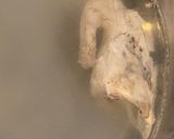 おばあちゃん直伝鶏ガラのお雑煮（北海道）作り方1写真
