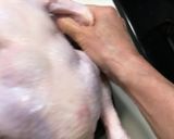クリスマス　丸ごと鶏のローストチキン作り方6写真