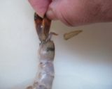 超簡単!! 海老を丸裸^0^作り方4写真
