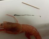 おせちの海老煮！えびのうま煮！作り方1写真