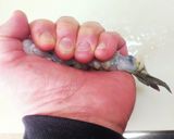 大海老天ぷらそば 大海老天ぷら作り作り方11写真
