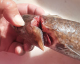 釣り師の嫌われもののエソを捌く作り方1写真