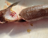 釣り師の嫌われもののエソを捌く作り方3写真
