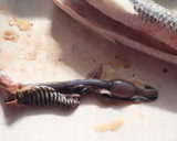 釣り師の嫌われもののエソを捌く作り方4写真