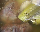 シチュー用の牛肉煮込み汁で塩ラーメン作り方1写真