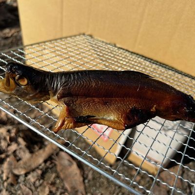 釣ったニジマスの燻製 by アングラーズ（公式） 【クックパッド】 簡単