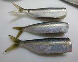 カタボシイワシの塩焼き作り方3写真
