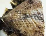 カレイの唐揚げ作り方1写真