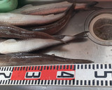 釣り師の嫌われもののエソを捌く作り方2写真