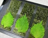 おつまみに♪ガリ入り♪小柱の塩麹和え巻き作り方4写真