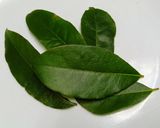 寒い冬を乗り切るローリエ茶作り方1写真