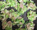 ブロッコリーと鶏むね肉のチーズ焼き作り方4写真