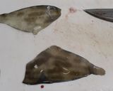 ウマヅラハギの簡単な下処理作り方13写真